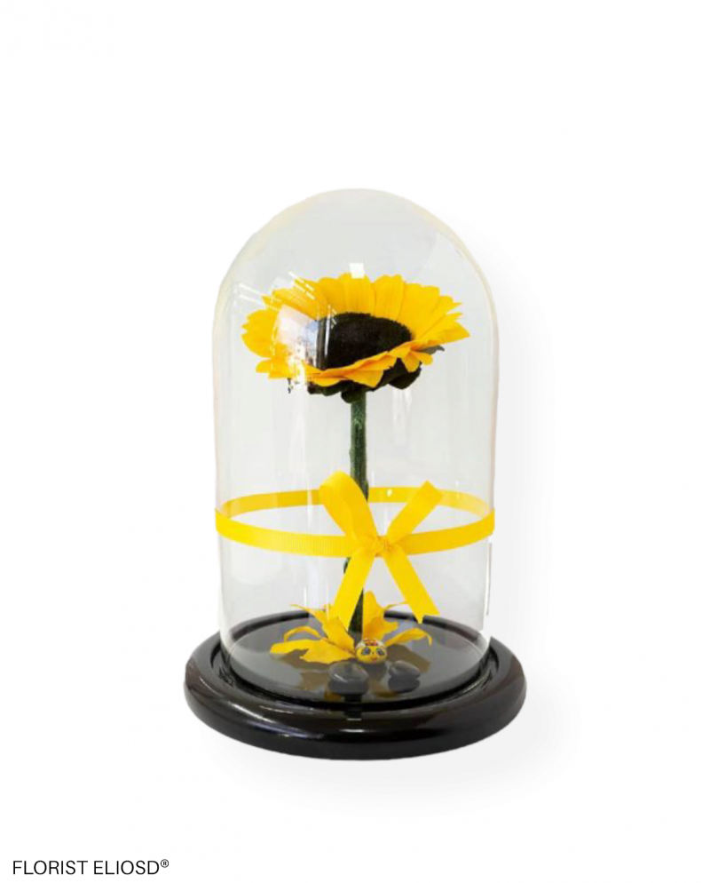 Eterno Girasol mio 