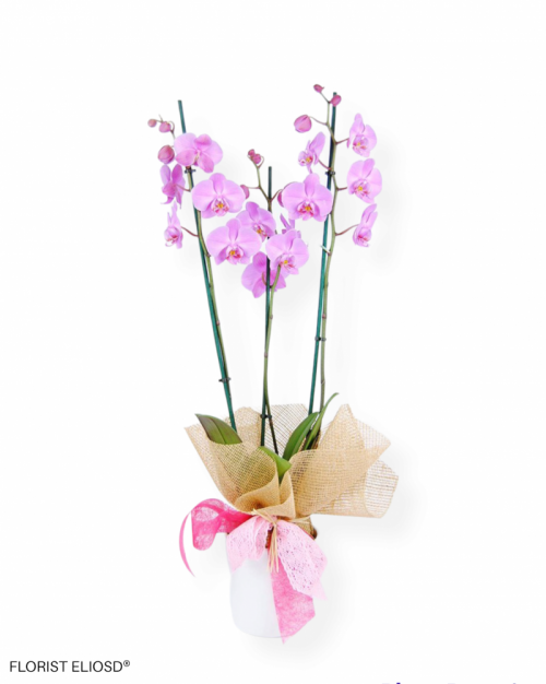 Mis orquídeas 